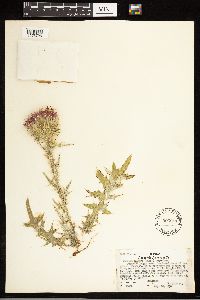 Cirsium vulgare image