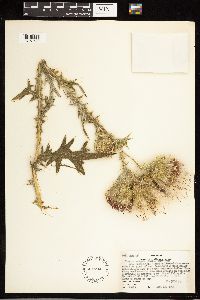 Cirsium vulgare image