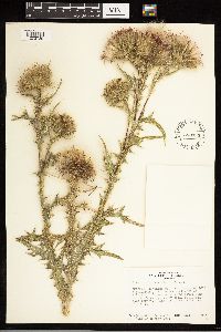Cirsium vulgare image