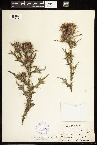 Cirsium vulgare image