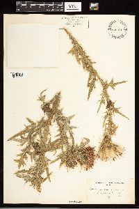 Cirsium vulgare image