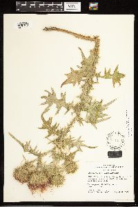 Cirsium vulgare image