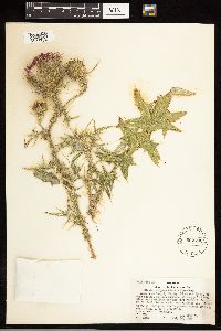 Cirsium vulgare image