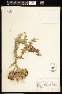 Cirsium vulgare image