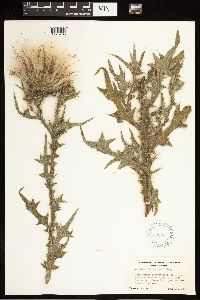 Cirsium vulgare image