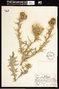 Cirsium vulgare image