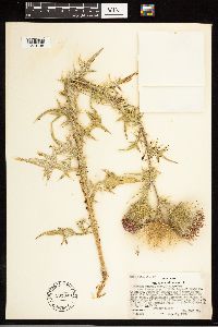 Cirsium vulgare image