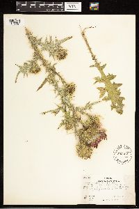 Cirsium vulgare image