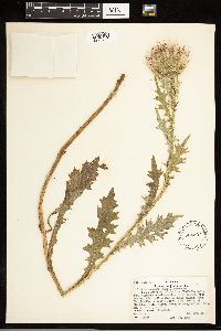 Cirsium vulgare image