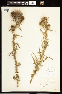 Cirsium vulgare image