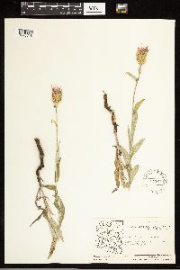 Cirsium wheeleri image
