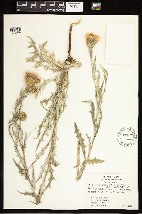 Cirsium wheeleri image