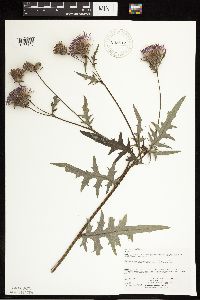 Cirsium muticum image