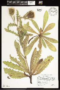 Cirsium pumilum image