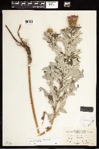 Cirsium altissimum image