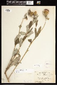 Cirsium altissimum image