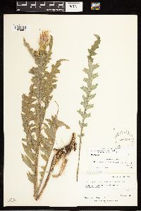 Cirsium arizonicum image