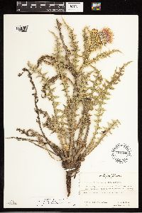 Cirsium arizonicum var. chellyense image