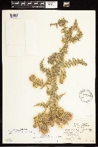 Cirsium arizonicum var. chellyense image