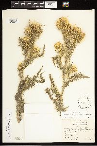 Cirsium arizonicum var. chellyense image