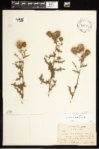 Cirsium arvense image