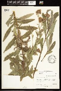 Cirsium arvense image