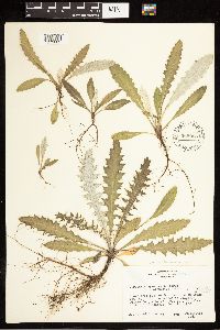Cirsium clavatum var. americanum image