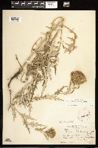 Cirsium flodmanii image