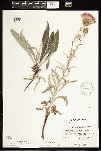 Cirsium flodmanii image