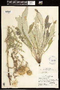 Cirsium flodmanii image