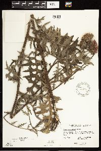 Cirsium muticum image