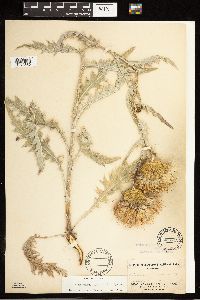 Cirsium undulatum image