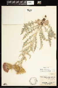 Cirsium undulatum image