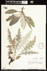 Cirsium undulatum image
