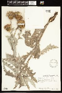 Cirsium undulatum image