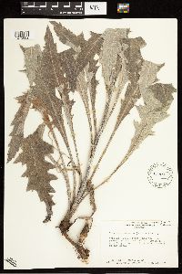 Cirsium undulatum image