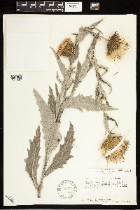 Cirsium undulatum image