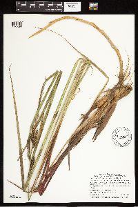Carex aquatilis image