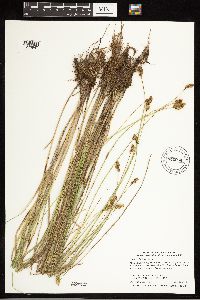 Carex bebbii image