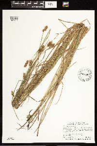 Carex bebbii image