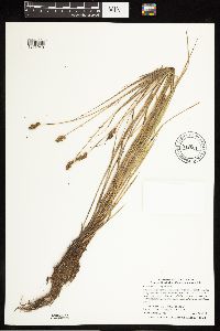 Carex bebbii image
