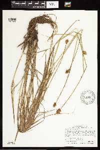 Carex bebbii image