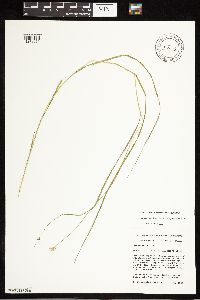 Carex bebbii image