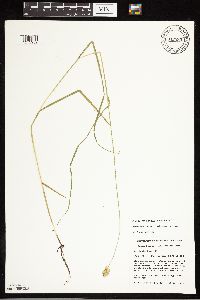 Carex bebbii image