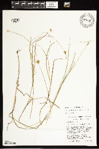 Carex bebbii image