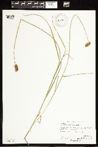 Carex bebbii image