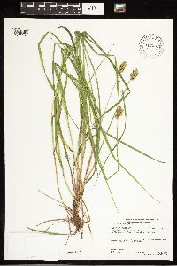 Carex bebbii image