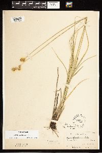 Carex bicknellii image