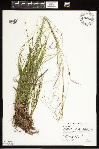 Carex capillaris image