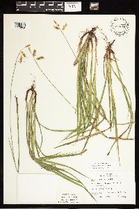 Carex castanea image